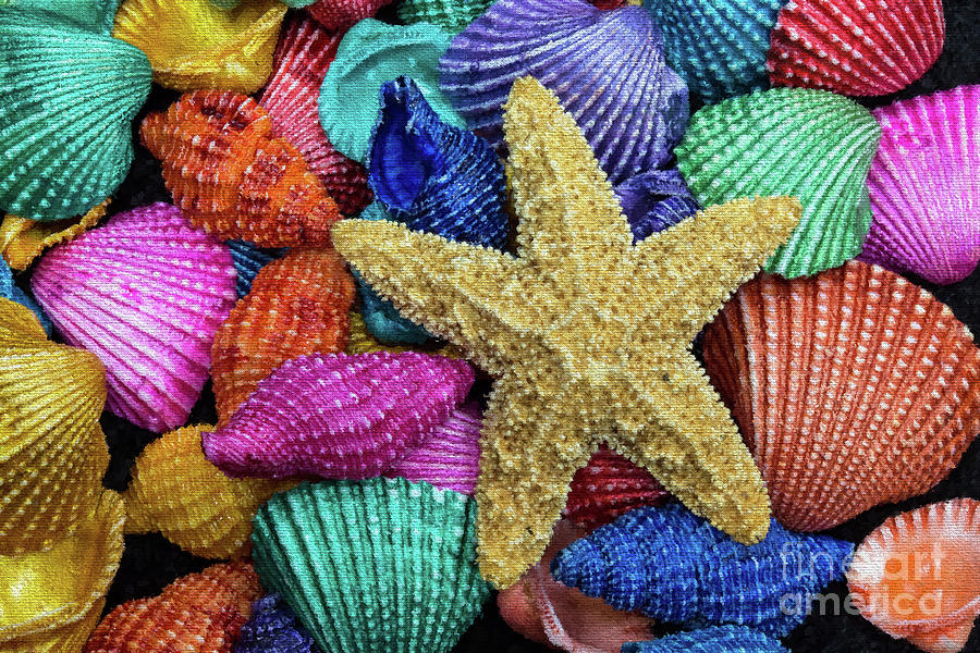 Starfish And Colorful Shells Photograph by Sharon McConnell