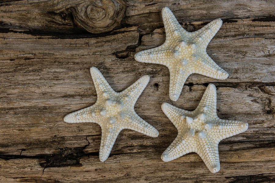 Starfish and Driftwood by Randy Walton Starfish and Driftwood by Randy Walton