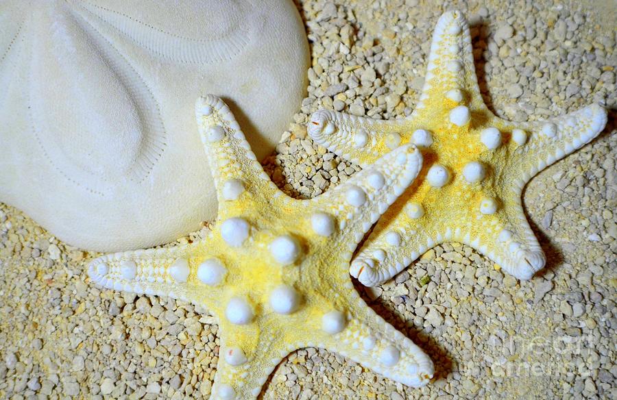 Starfish And Sand Dollar Photograph by Mary Deal