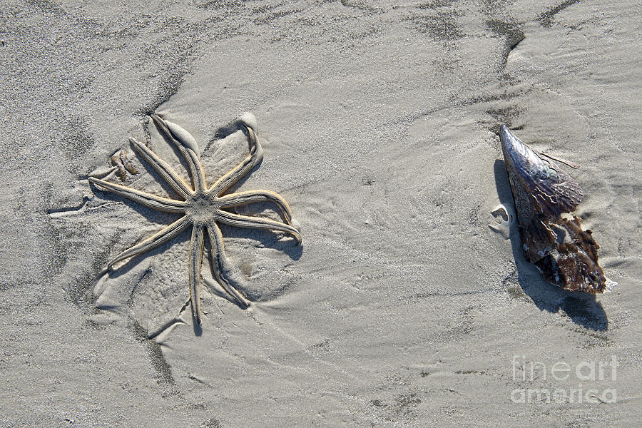 Starfish and Sea Shell on Sand Photograph by David Arment