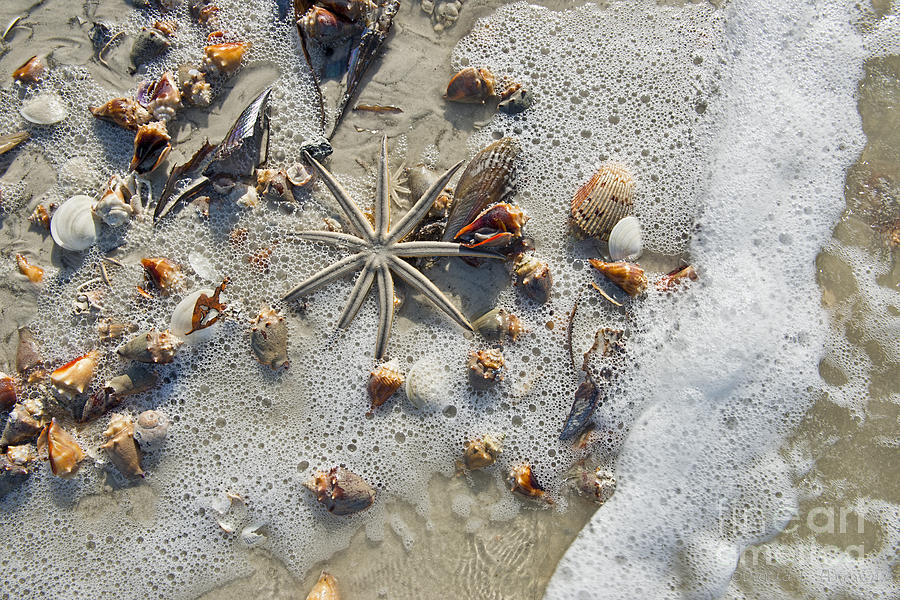 Starfish and Sea Shells Photograph by David Arment