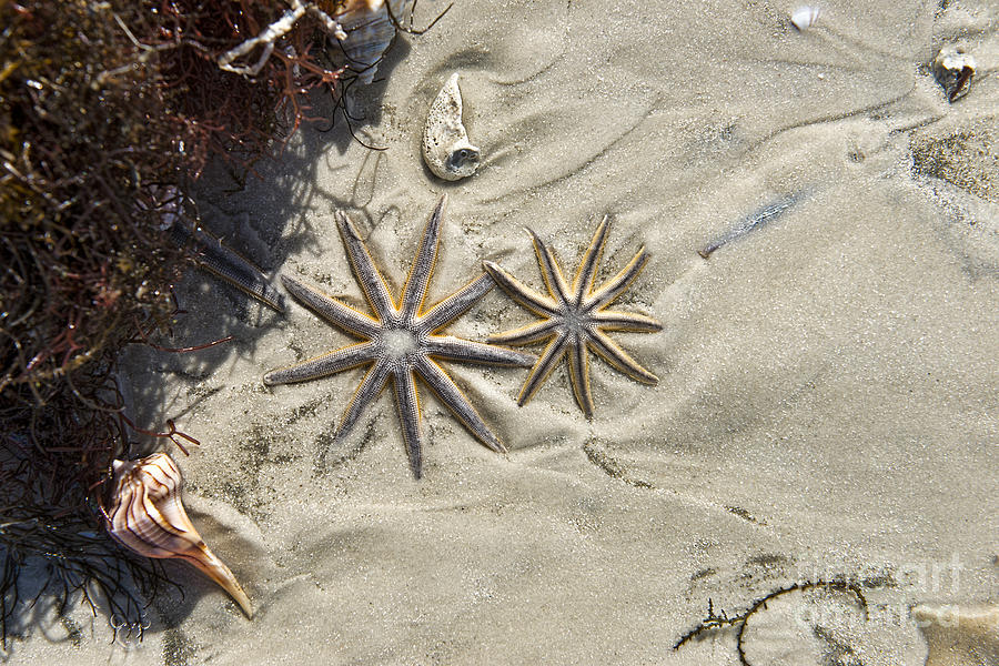 Starfish and Sea Weed Photograph by David Arment
