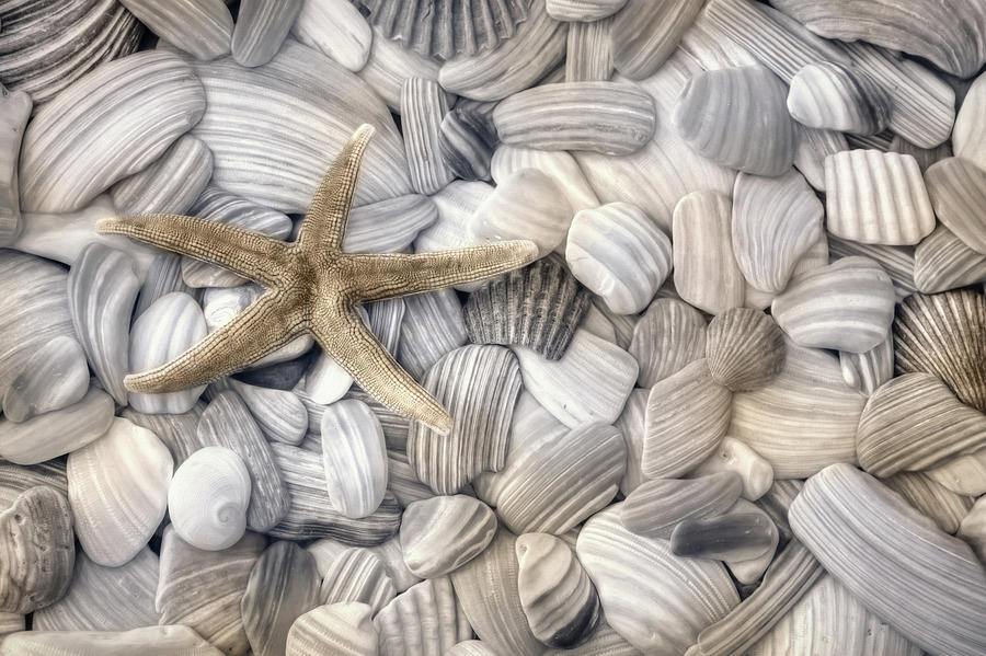 Starfish and Seashells Photograph by Lori Deiter