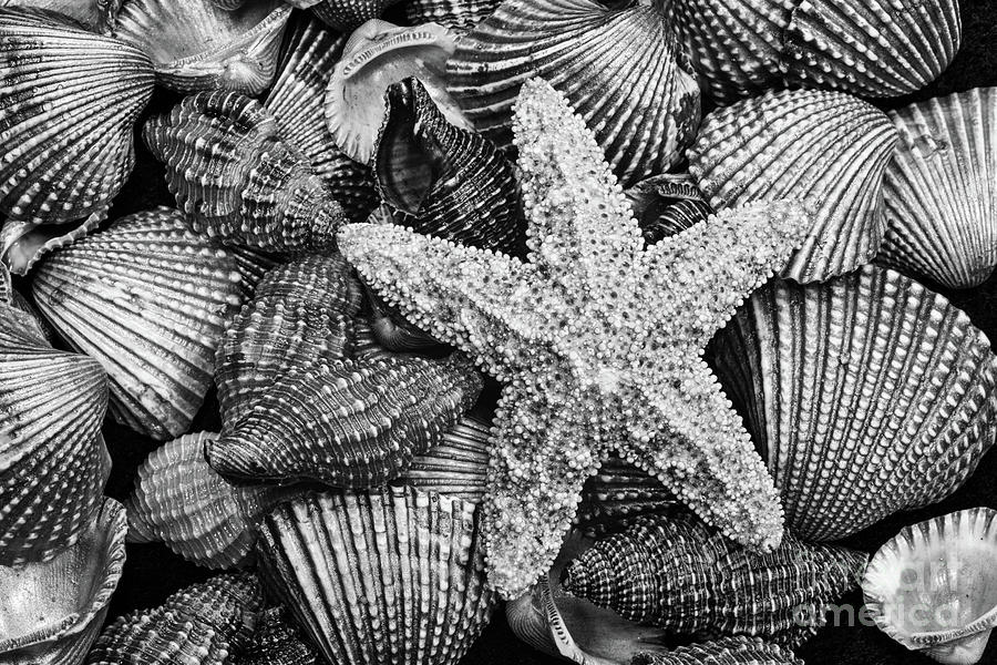 Black And White Photograph - Starfish And Shells Black And White by Sharon McConnell