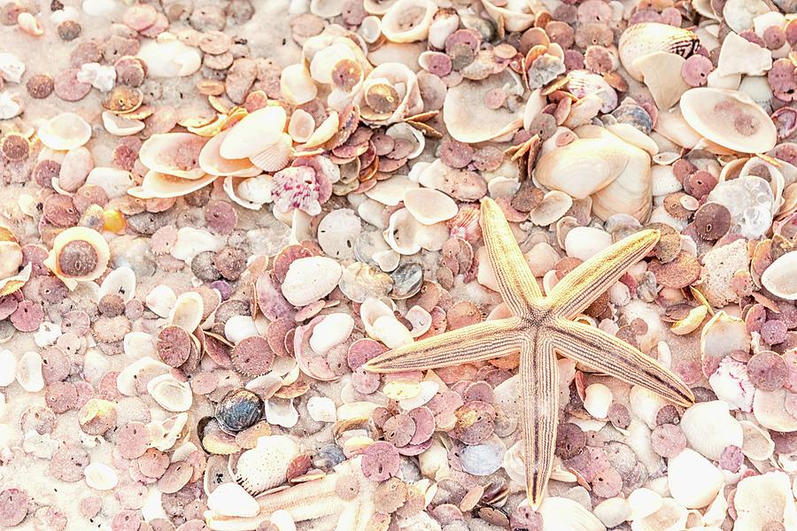 Starfish and Shells Photograph by Framing Places