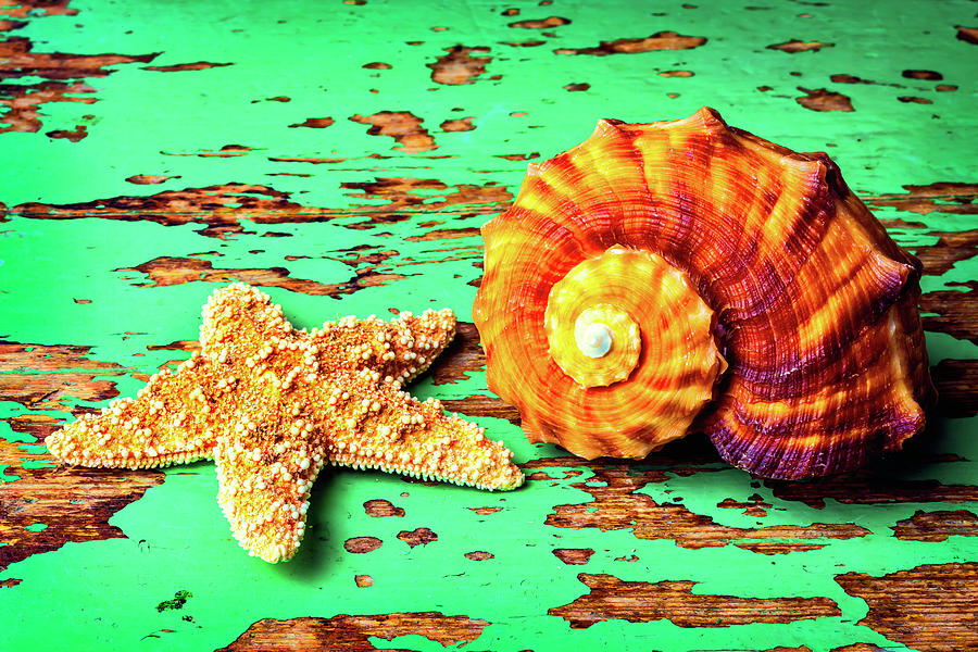Starfish And Snail Shell Photograph by Garry Gay