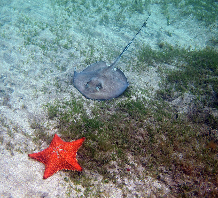 Starfish and Stingray Photograph by Annette Kirchgessner - Fine Art America