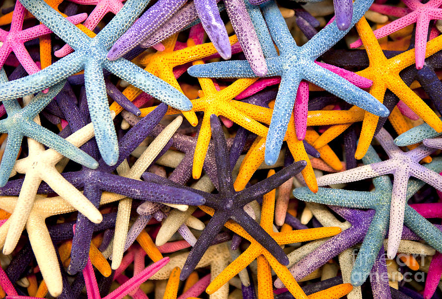 Starfish Photograph by Anthony Totah