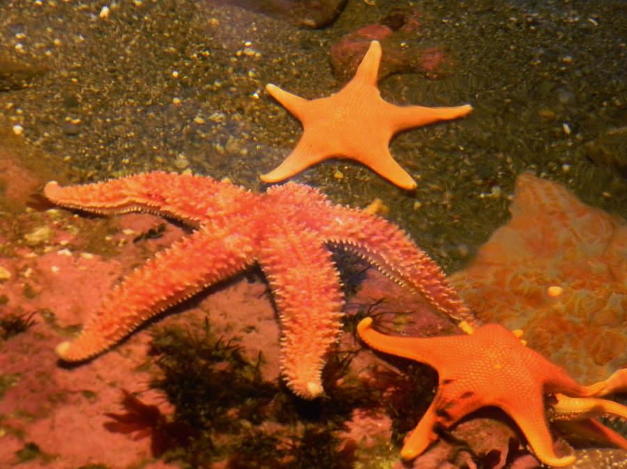 Starfish Arrangement Photograph by Warren Thompson - Fine Art America