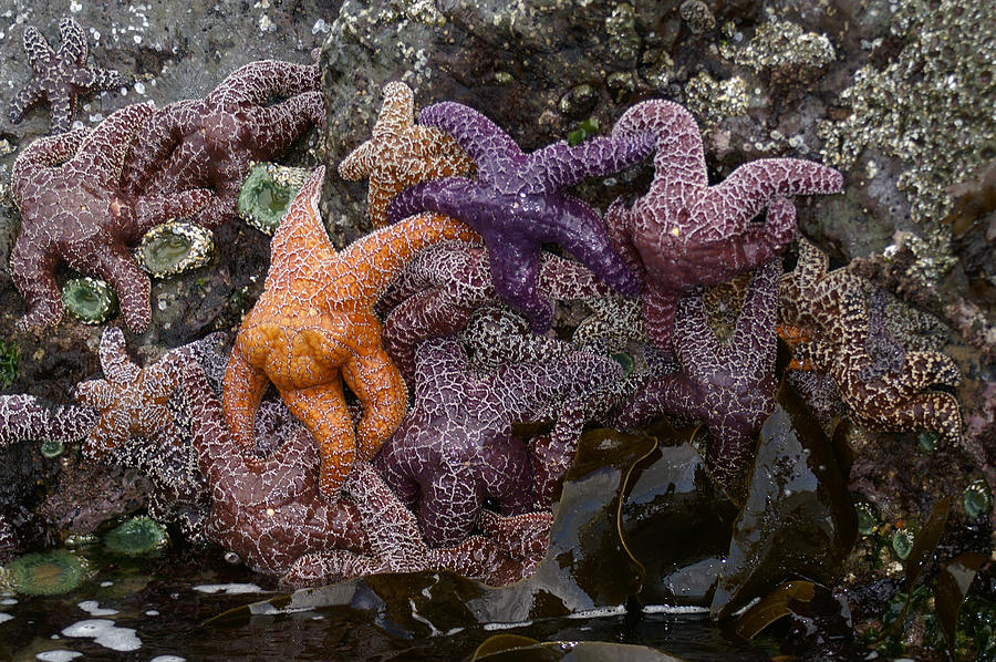 Starfish at Cannon Beach Photograph by Henri Irizarri