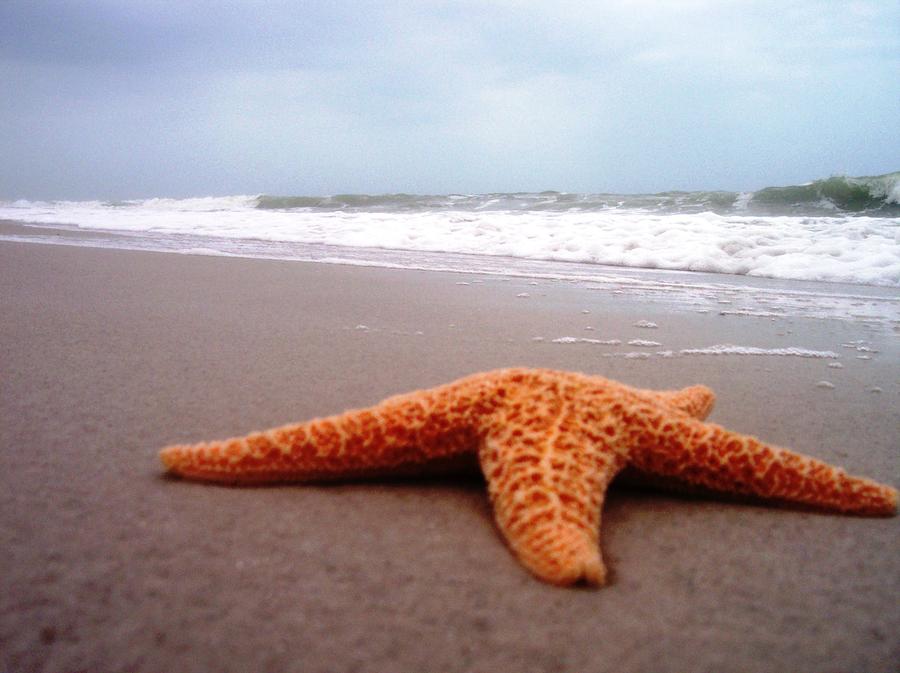 Starfish Beach Photograph by Anna Villarreal Garbis