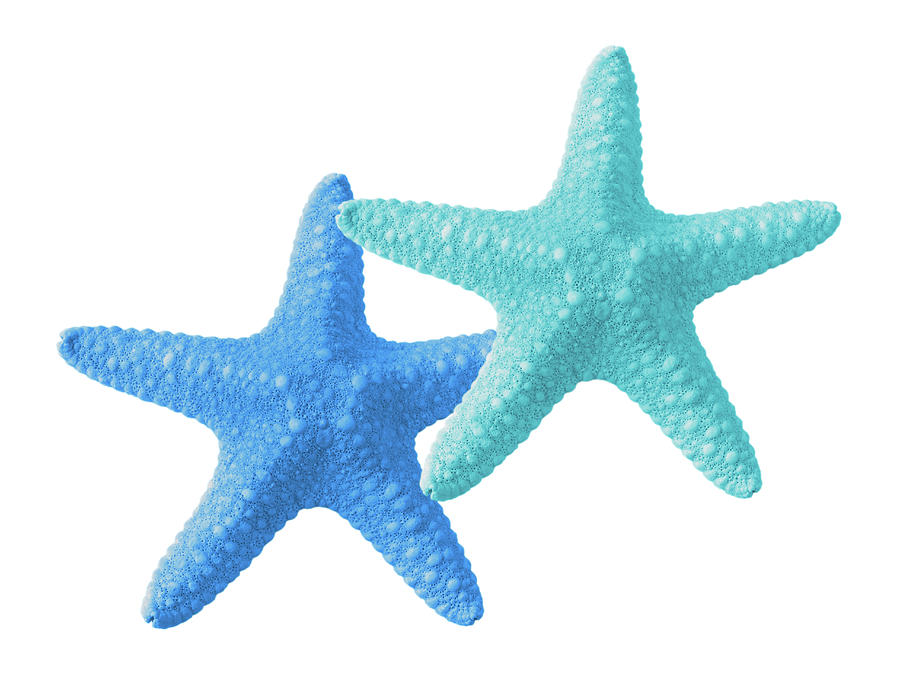 Starfish Blue and Turquoise on White Photograph by Gill Billington