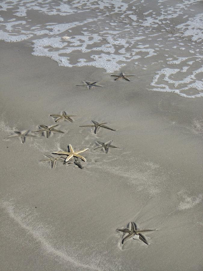 Starfish Constellation Photograph by Judith Lauter