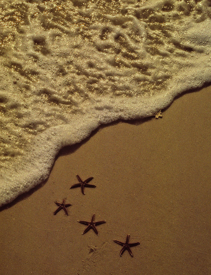 Starfish Constellation Photograph by Marie Hicks