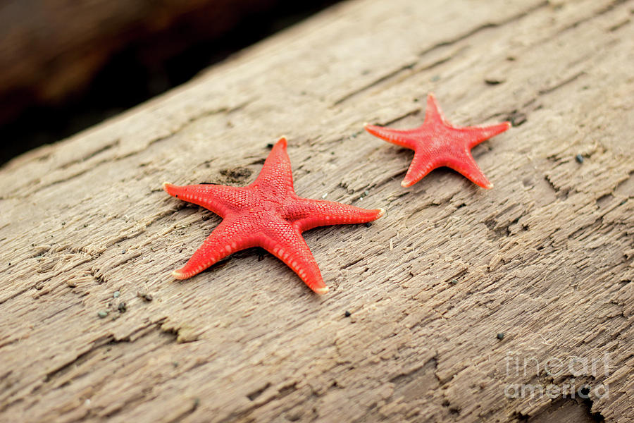 Starfish Duo Photograph