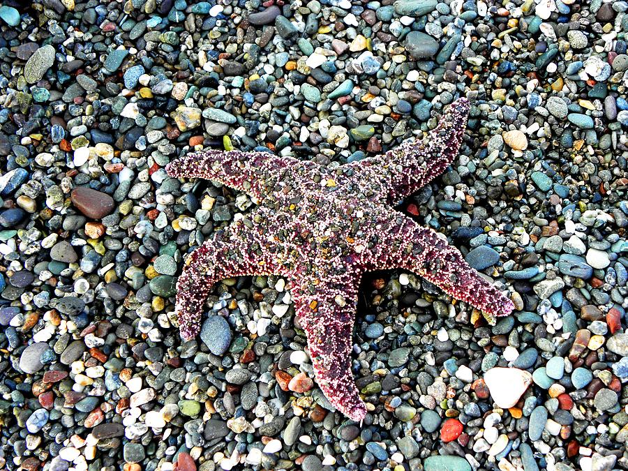 Starfish Photograph by Elizabeth Hoskinson