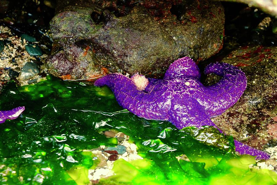 Starfish Gabriola Island Photograph by Brian Sereda
