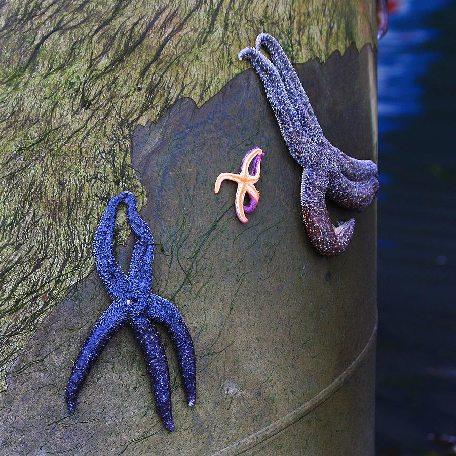 Starfish Gathering Photograph by Art Block Collections