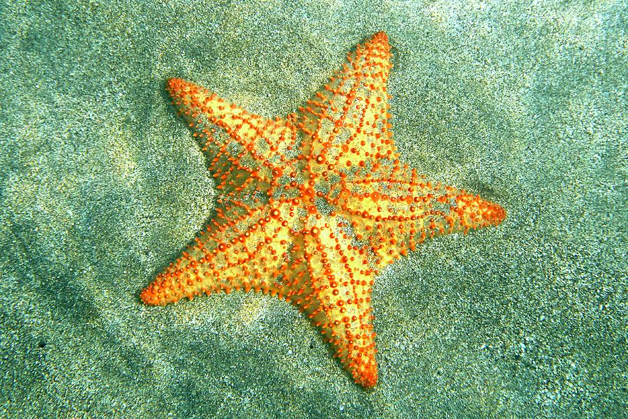 Caribbean Photograph - Starfish Geometry by Annette Kirchgessner