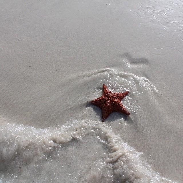 Aruba Photograph - Starfish In Aruba by Julie Winters