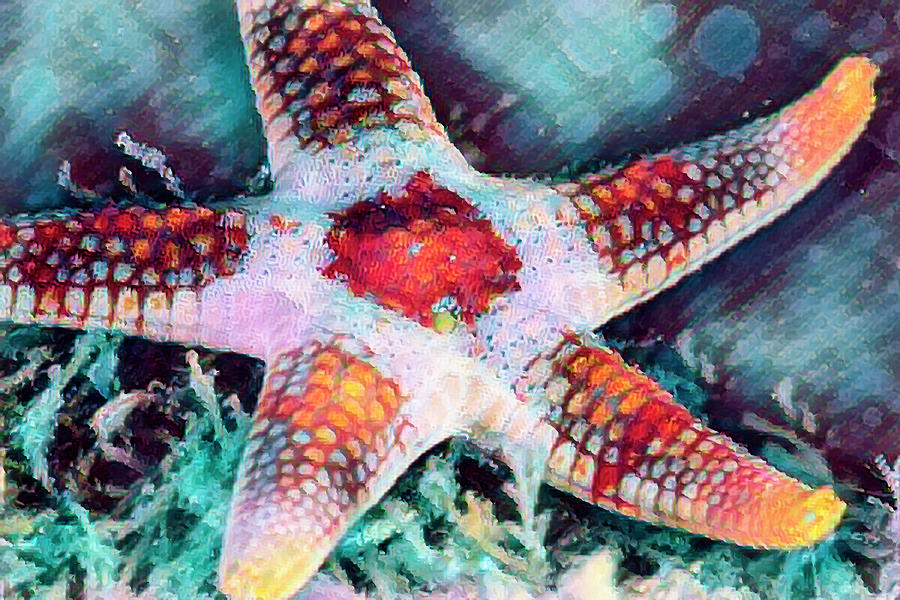 Starfish in Bright Colors Photograph by Debra and Dave Vanderlaan