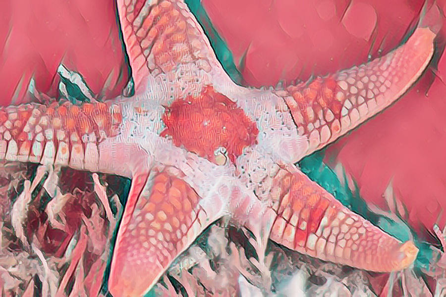 Starfish in Coral Photograph by Debra and Dave Vanderlaan