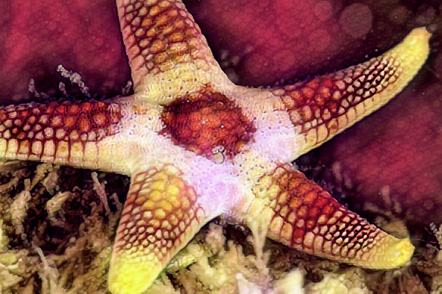 Starfish in Deep Red and Gold Photograph by Debra and Dave Vanderlaan