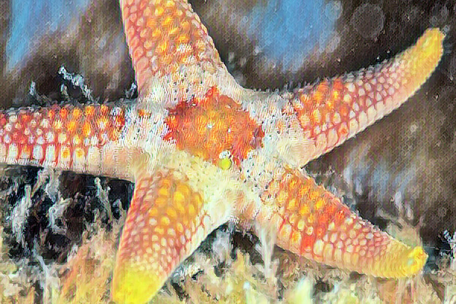 Starfish in Gold Photograph by Debra and Dave Vanderlaan