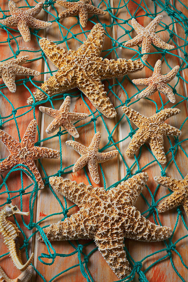 Seahorse Photograph - Starfish in net by Garry Gay