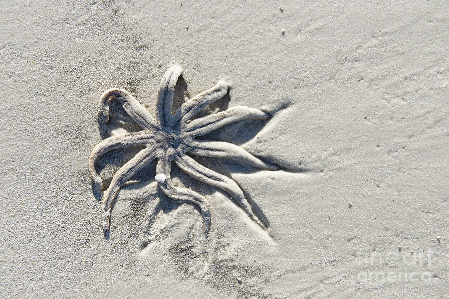 Starfish in Sand 1 Photograph by David Arment