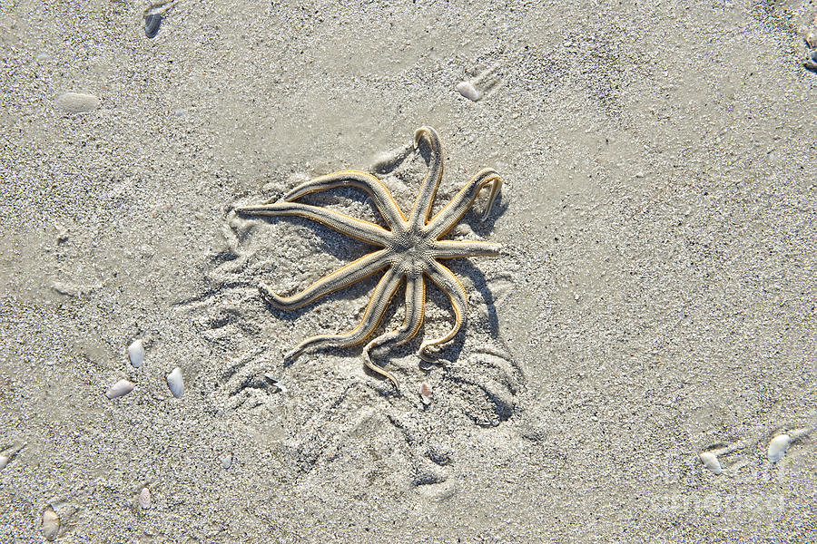 Starfish in Sand 2 Photograph by David Arment