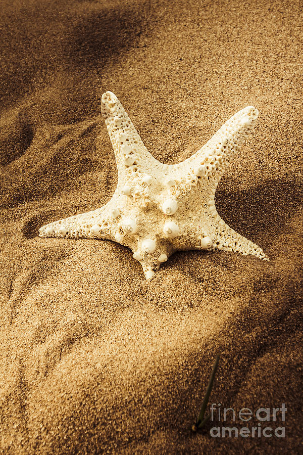 Starfish in sand Photograph by Jorgo Photography
