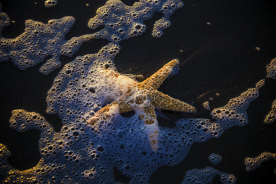 Beach Photograph - Starfish In Sea Foam by Garry Gay