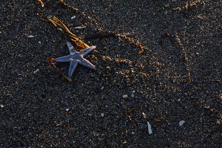 Fish Photograph - Starfish by Koji Nakagawa