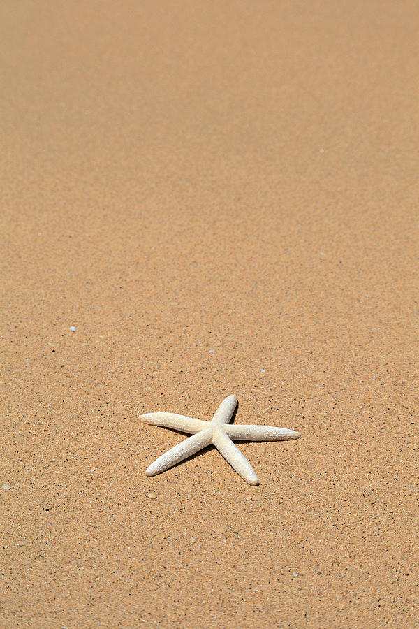 Fish Photograph - Starfish by Kyle Rothenborg - Printscapes