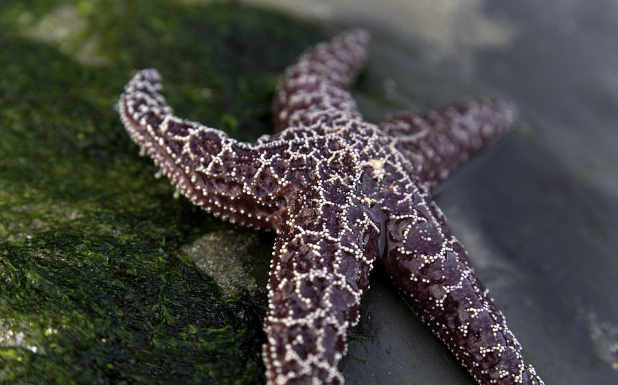 Starfish Photograph by Lora Lee Chapman