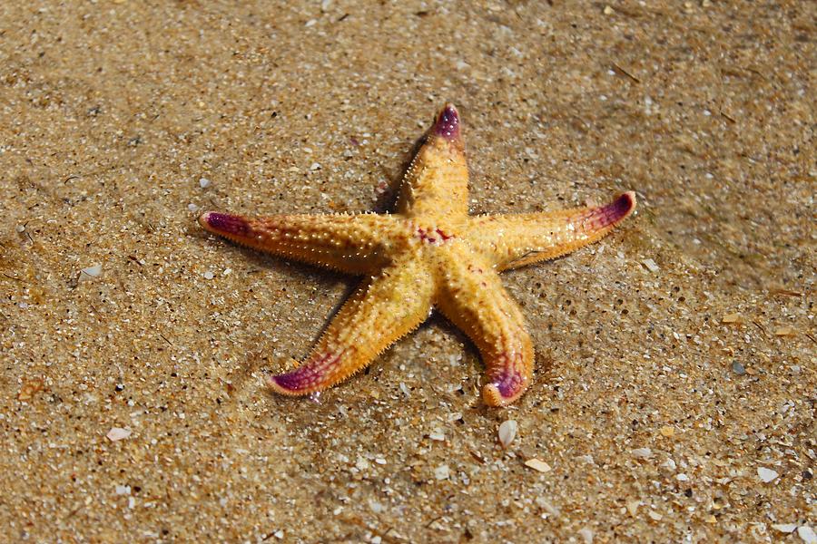 Shell Photograph - Starfish by Mamie Thornbrue