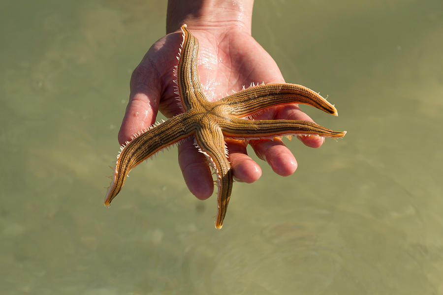Starfish Marco Island Photograph by Toni Thomas