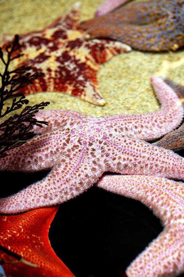 Starfish  Photograph by Marilyn Hunt