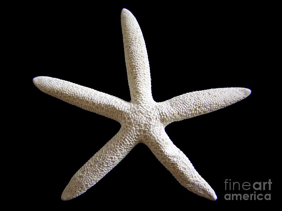 Starfish Photograph by Mary Deal