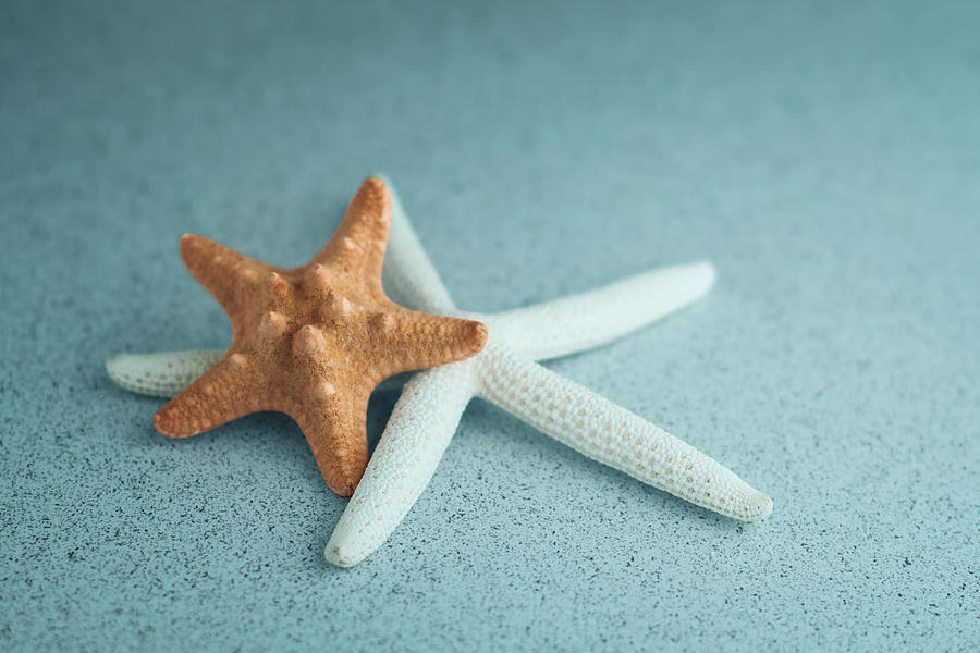 Starfish on Aqua Photograph by Tom Mc Nemar