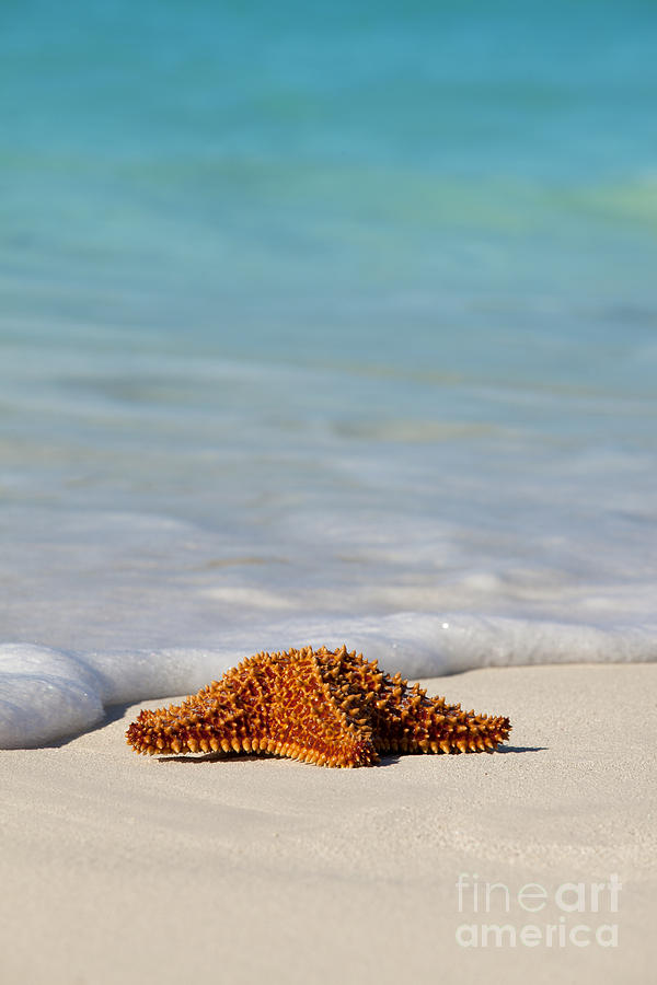 Starfish on Beach Photograph by Anthony Totah