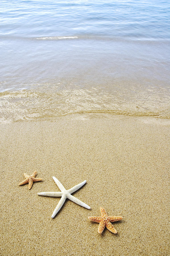 Starfish on Beach Photograph by Mary Van de Ven - Printscapes