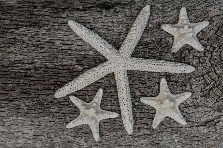 Starfish on Driftwood by Randy Walton Starfish on Driftwood by Randy Walton