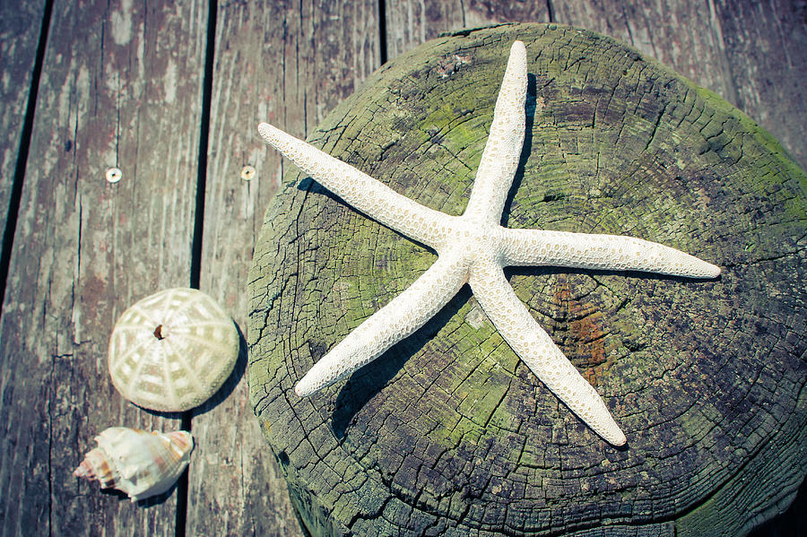 Starfish on Old Wood Dock Photograph by Colleen Kammerer