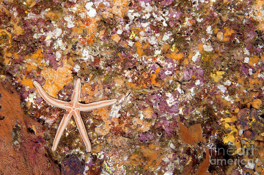Starfish on Reef Photograph by Anthony Totah