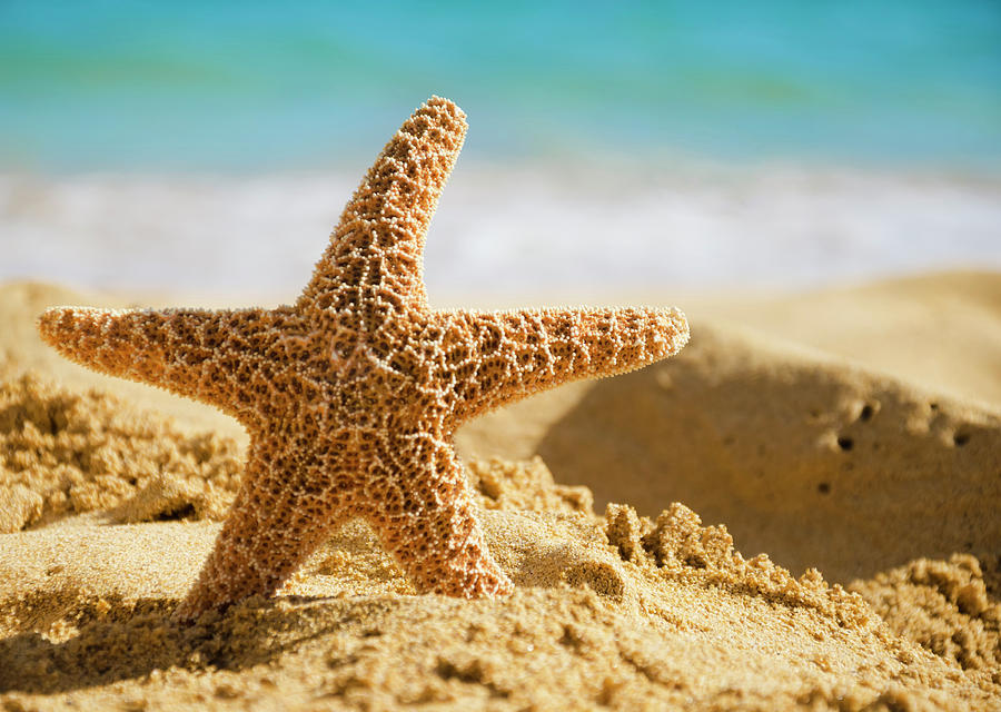 Starfish On Sandy Beach Photograph by Elena Chukhlebova