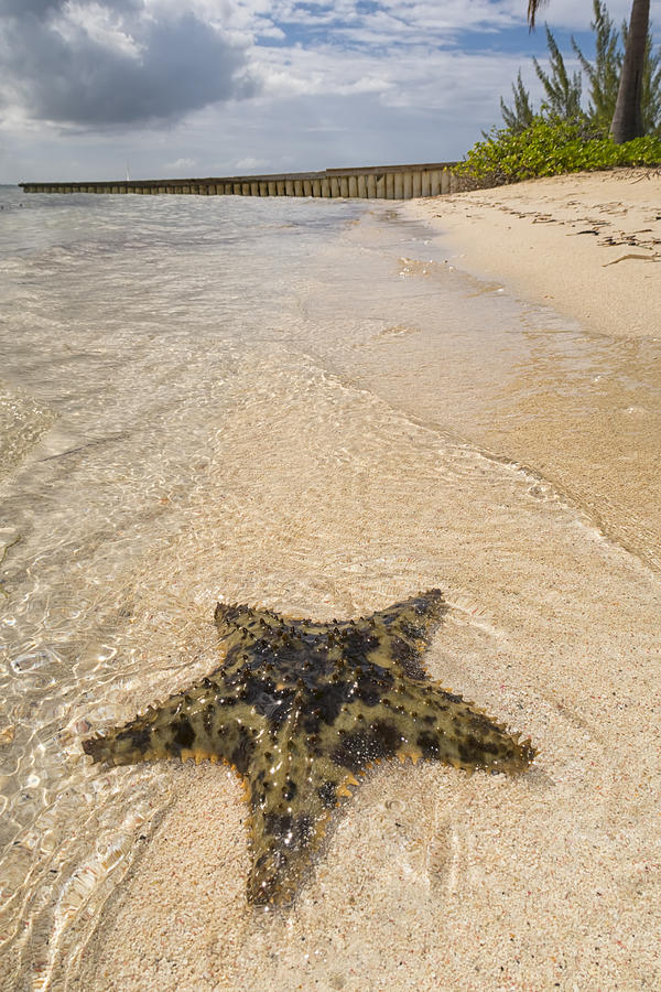 3scape Photograph - Starfish on the beach at Starfish Point by Adam Romanowicz