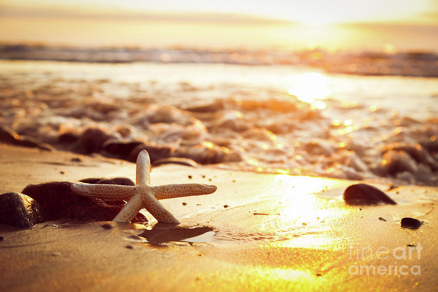 Starfish on the beach at sunset. Sun shining on the sea Photograph by Michal Bednarek