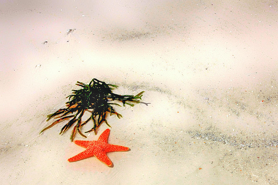 Starfish on the beach Photograph by Chris Smith